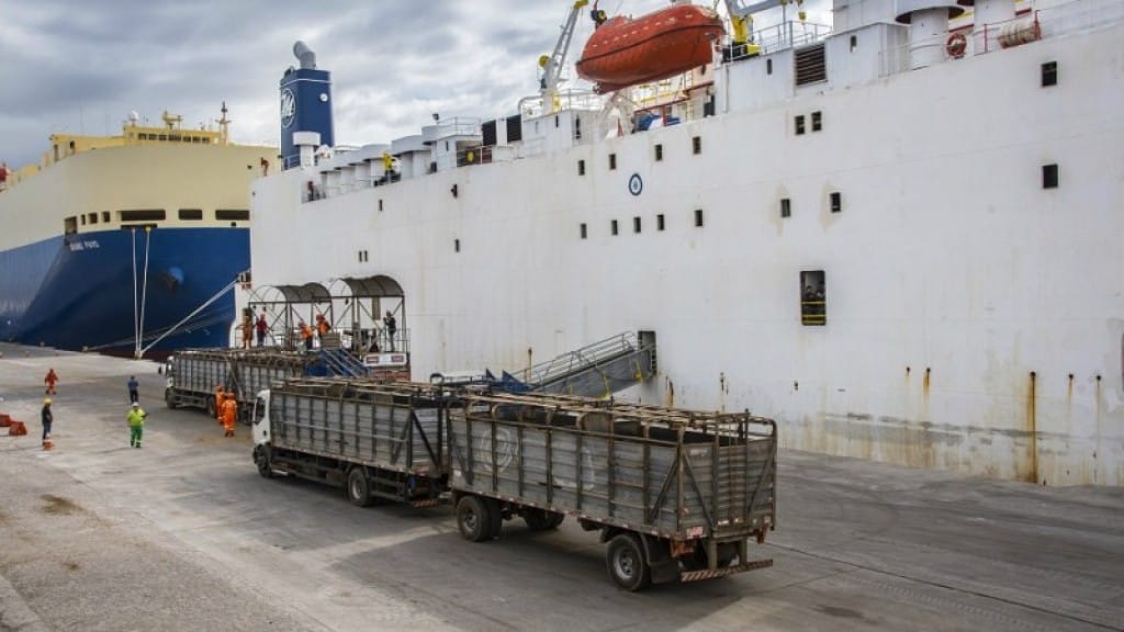 Projeto propõe proibição da exportação de gado vivo movimentando R$ 4,3 bi