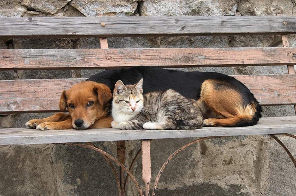 CCJ debate Estatuto dos Cães e Gatos e endurece punição por maus-tratos
