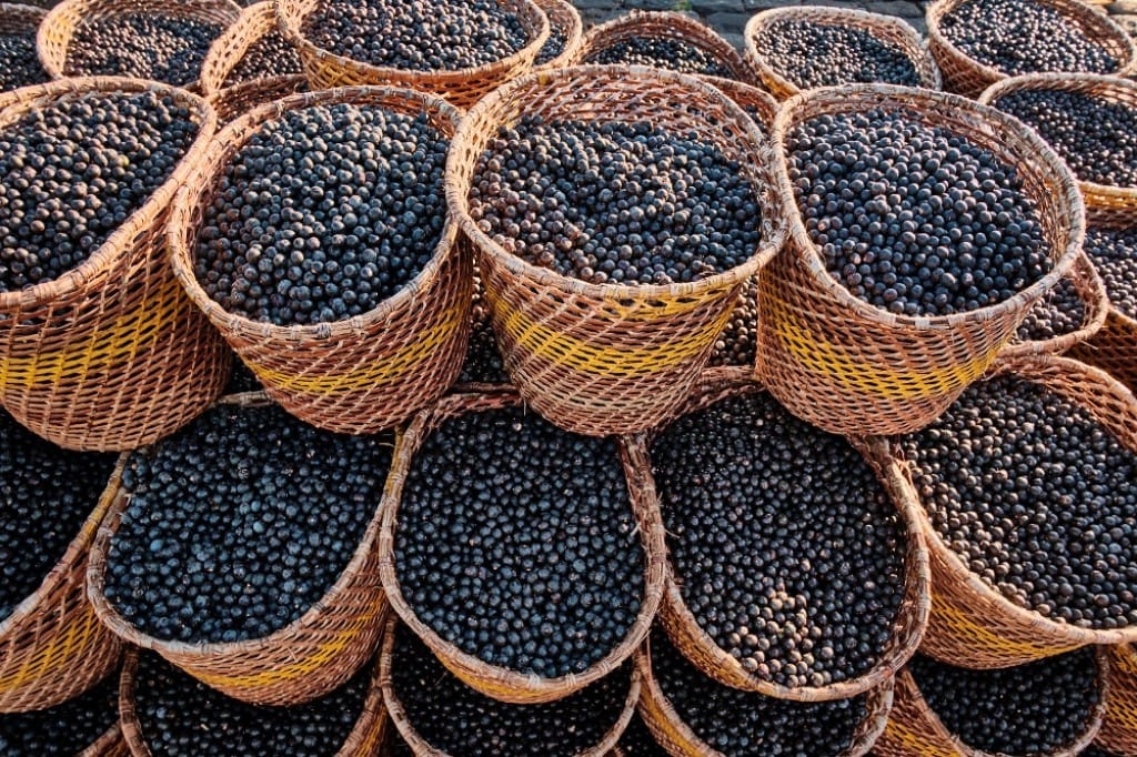 Embrapa cria nanofertilizante a partir do caroço de açaí