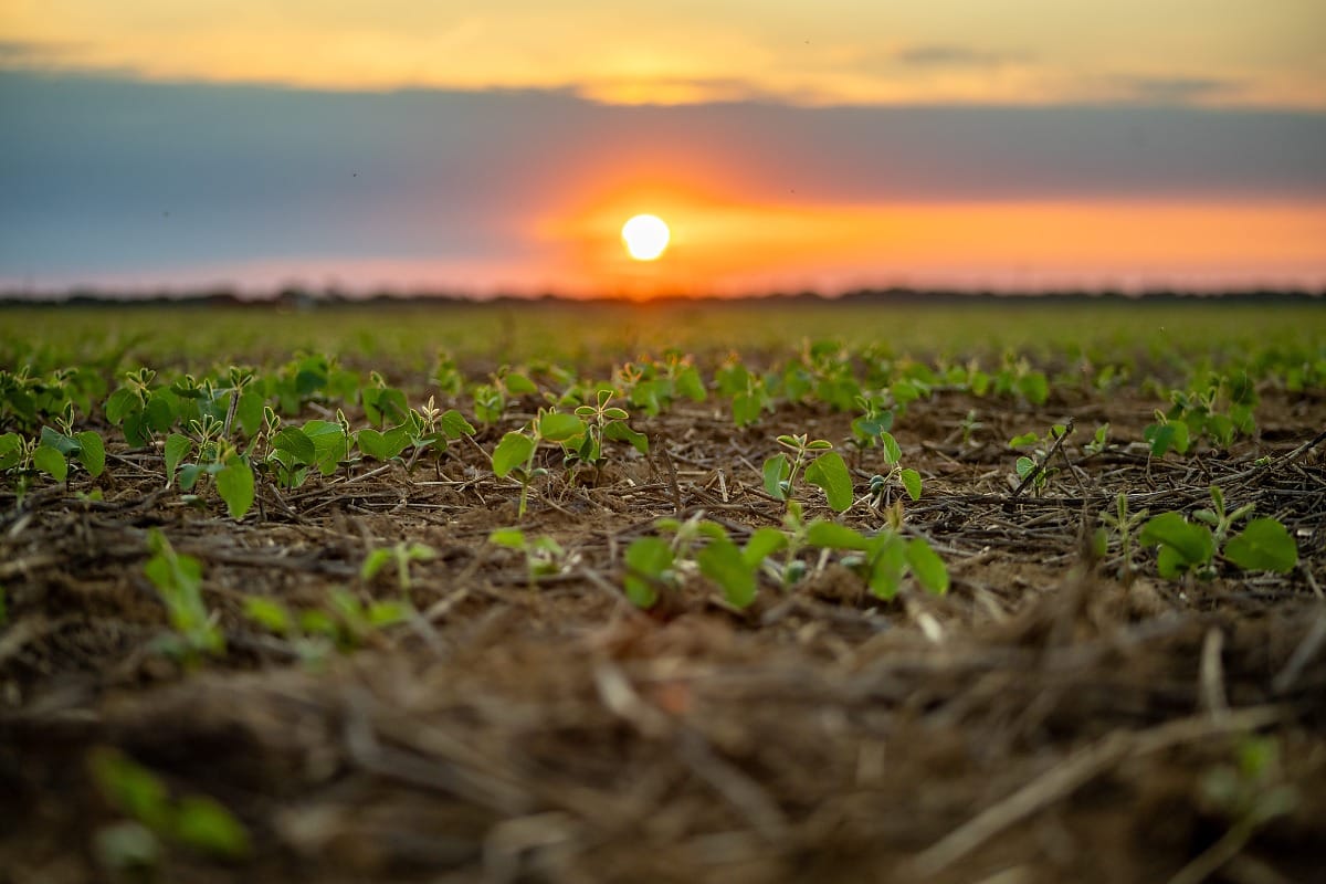 El Niño preocupa agricultores de MT na safra 2026/27