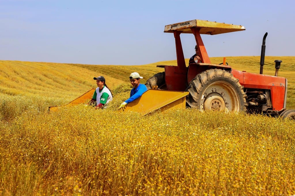 Produção agropecuária do Paraná bate recorde e ultrapassa R$ 213 bi em 2025