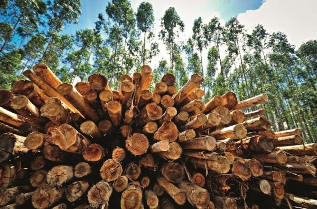 Impasse sobre uso de lenha trava R$ 10 bilhões em novos plantios no MT