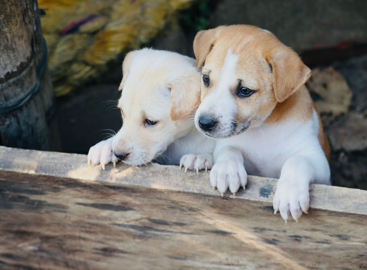 Lei em SP proíbe acorrentar cães e gatos e prevê multa e prisão
