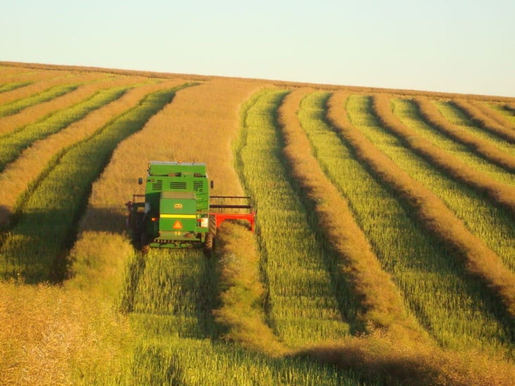 Produção de canola no Brasil deve alcançar 600 mil toneladas na safra 2025/26