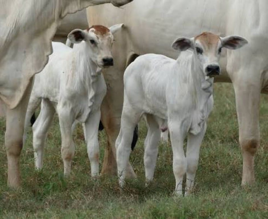 Bezerro fica mais caro e piora relação de troca para pecuaristas em MT